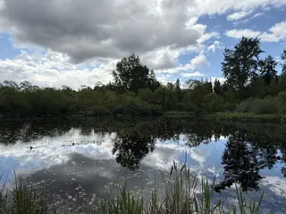 A tree-lined pond reflects a cloudy blue sky, with reeds and a fallen branch along the water's edge.