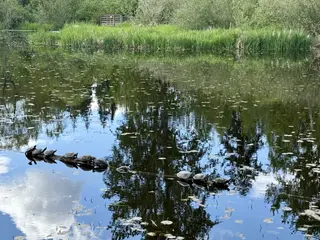 Turtles bask on a partially submerged log in a calm pond surrounded by reeds and reflected trees.