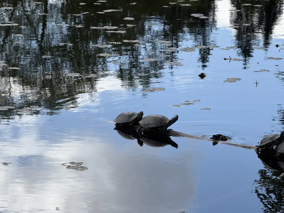 Several turtles rest on a partially submerged branch above calm water reflecting trees and clouds.