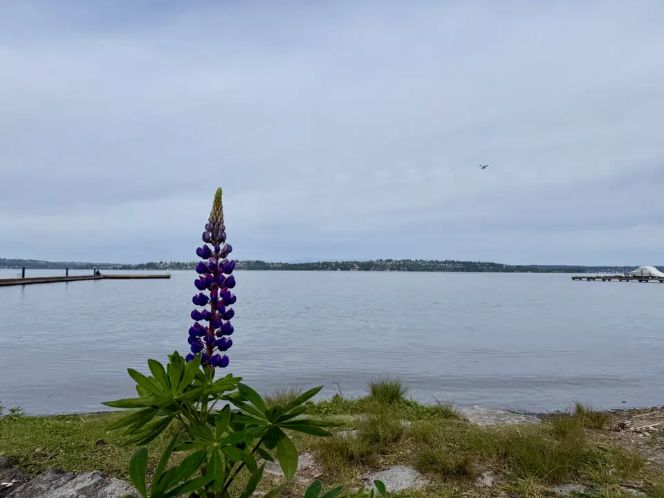 A tall purple lupine flower stands on a grassy lakeshore beside calm water and distant docks under a pale sky.
