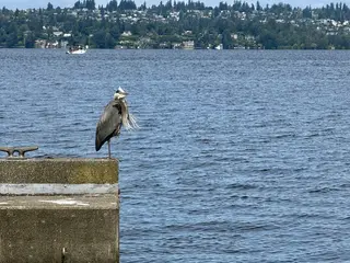 A great blue heron stands on the edge of a concrete pier beside a rippling lake, with wooded hillside homes in the distance.
