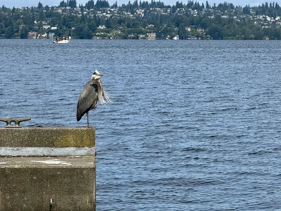 A great blue heron stands on the edge of a concrete pier beside a rippling lake, with wooded hillside homes in the distance.