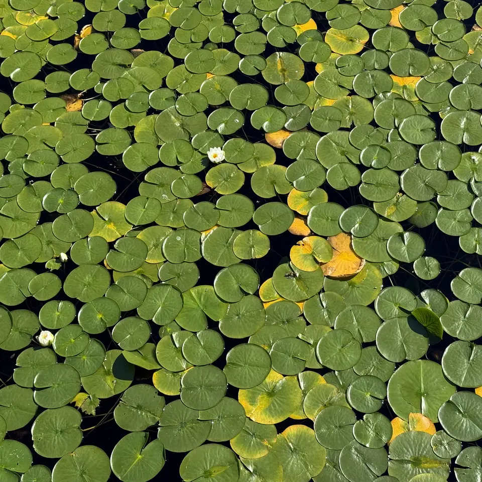 Green lily pads, some edged in yellow, float across dark water with a few small white blossoms.