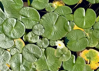 Glossy green lily pads float on dark water around a small white water lily and several yellowing leaves.