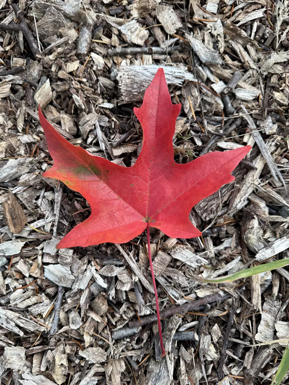A vivid red lobed leaf rests on a bed of weathered wood chips and twigs.