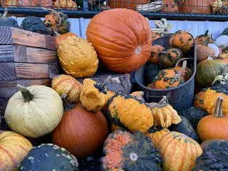 A crowded display of pumpkins and knobbly ornamental gourds in varied orange, green, yellow, and white colors fills wooden crates and metal tubs.