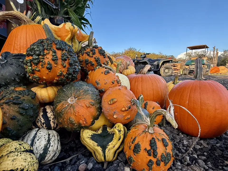 A pile of orange pumpkins and bumpy multicolored gourds sits on gravel beside a tractor under a clear blue sky.