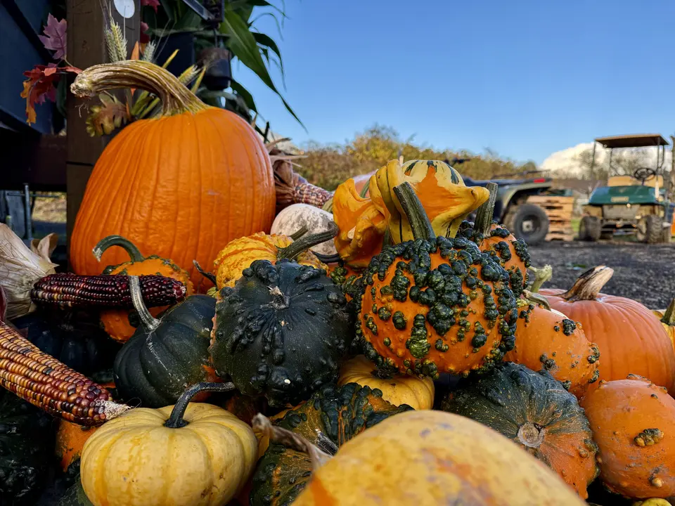 A colorful pile of pumpkins, bumpy gourds, and ornamental corn is displayed outdoors beside farm vehicles under a clear blue sky.