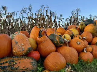 A large pile of orange pumpkins and mottled gourds sits in grass before a stand of dried corn stalks under a clear blue sky.