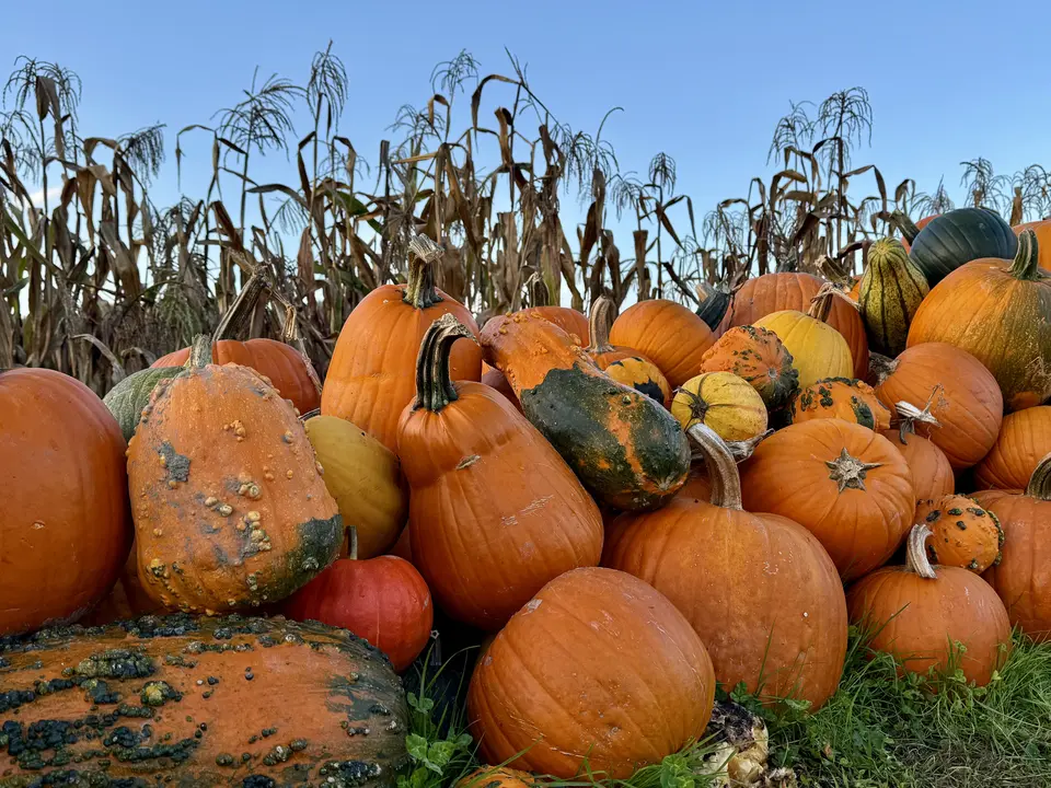 A large pile of orange pumpkins and mottled gourds sits in grass before a stand of dried corn stalks under a clear blue sky.