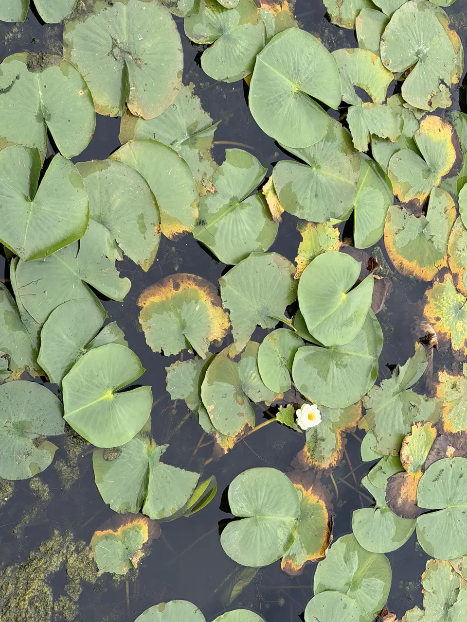 A white flower blooms among green lily pads on a body of water.