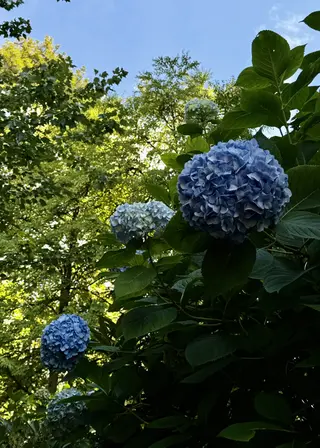 Blue hydrangea blooms and broad green leaves stand against sunlit trees and a clear blue sky.
