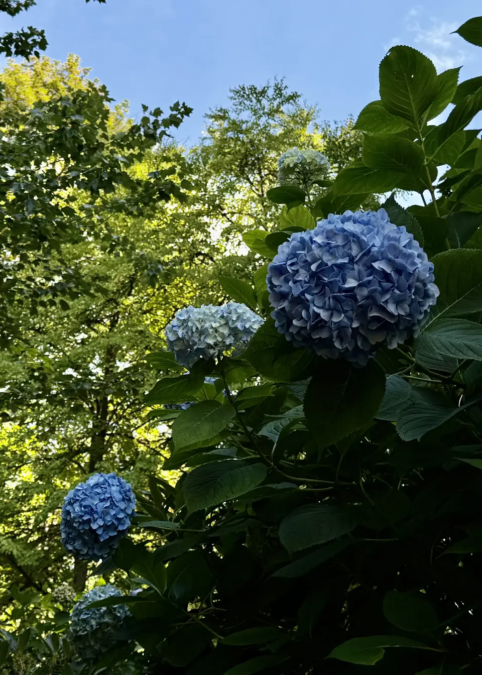 Blue hydrangea blooms and broad green leaves stand against sunlit trees and a clear blue sky.