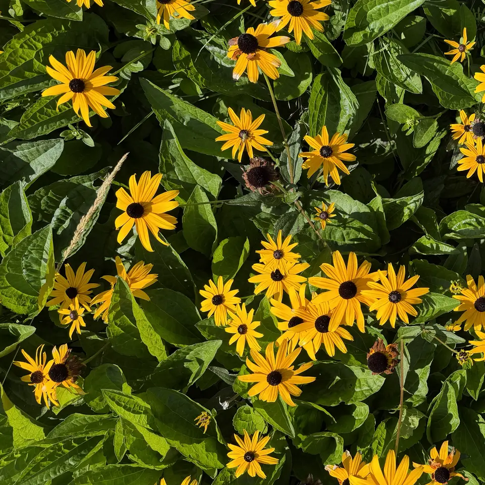 Bright yellow black-eyed Susan flowers bloom amid dense green leaves in sunlight.