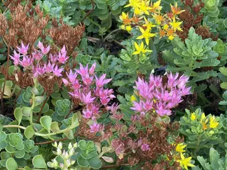 Clusters of pink and yellow flowers bloom among dense green succulent leaves.