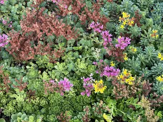 A dense patch of green succulent plants is dotted with pink and yellow flower clusters.