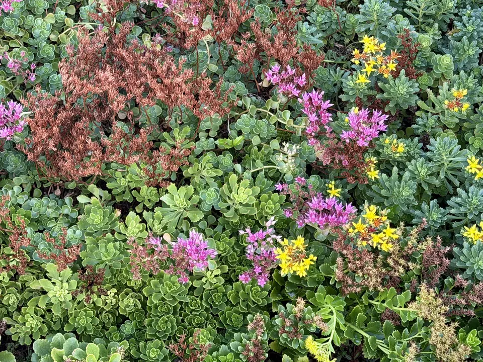 A dense patch of green succulent plants is dotted with pink and yellow flower clusters.
