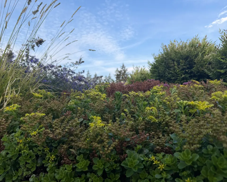 Low-growing green plants and flowering shrubs fill a garden beneath a blue sky.