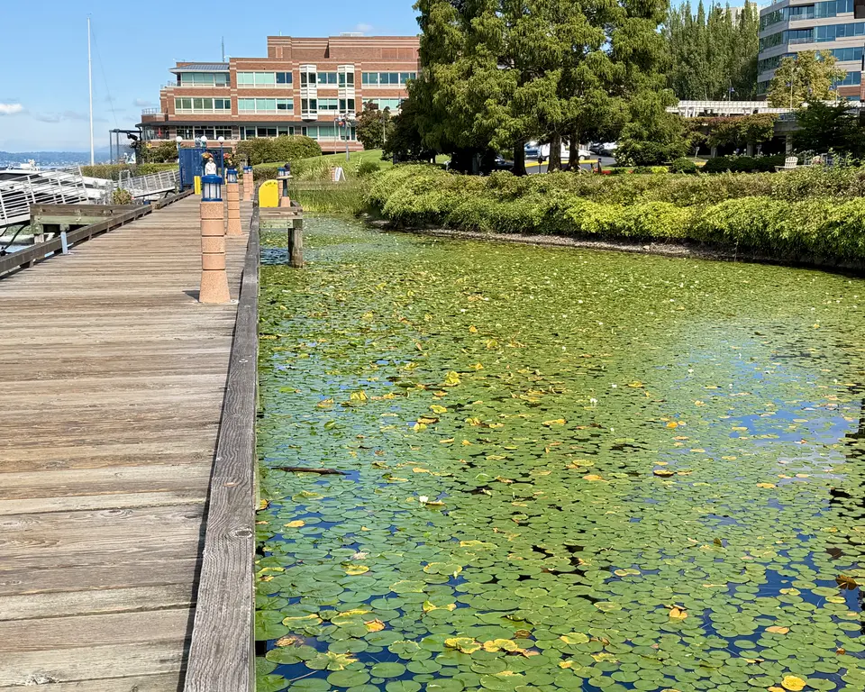 A wooden boardwalk runs beside a lily pad-covered pond bordered by shrubs, trees, and modern buildings.