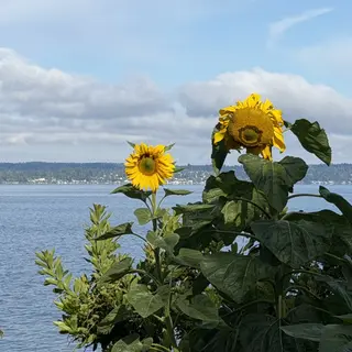 Two bright yellow sunflowers rise above leafy plants beside a calm lake under a cloudy blue sky.
