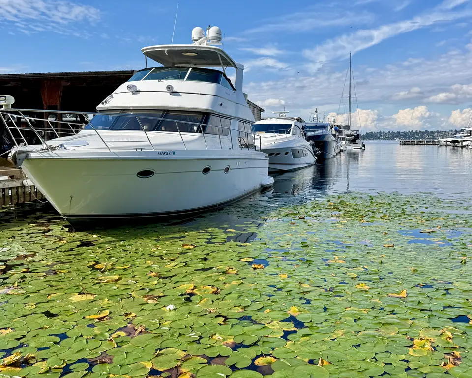White yachts are moored along a marina beside water covered with lily pads under a blue sky.