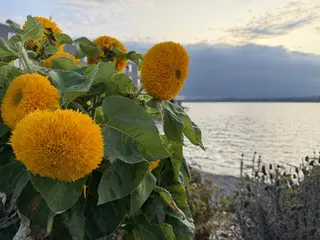 Golden sunflowers bloom beside a rippling lake beneath a cloudy evening sky.