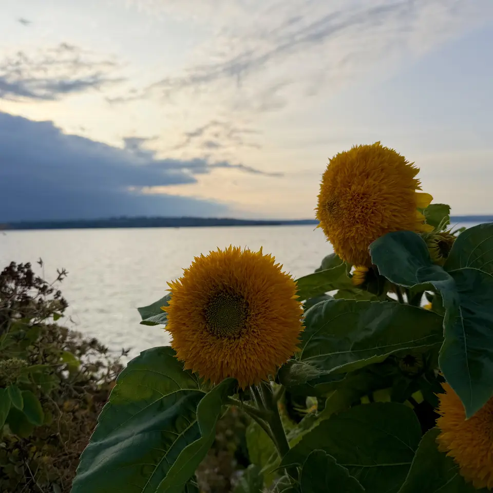 Golden sunflowers with broad green leaves stand beside calm water beneath a cloud-streaked evening sky.