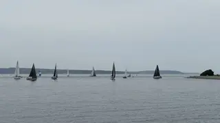 Several sailboats with dark and light sails glide across calm water beneath an overcast sky.