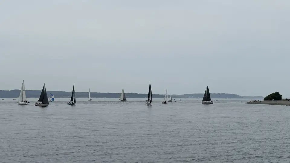 Several sailboats with dark and light sails glide across calm water beneath an overcast sky.